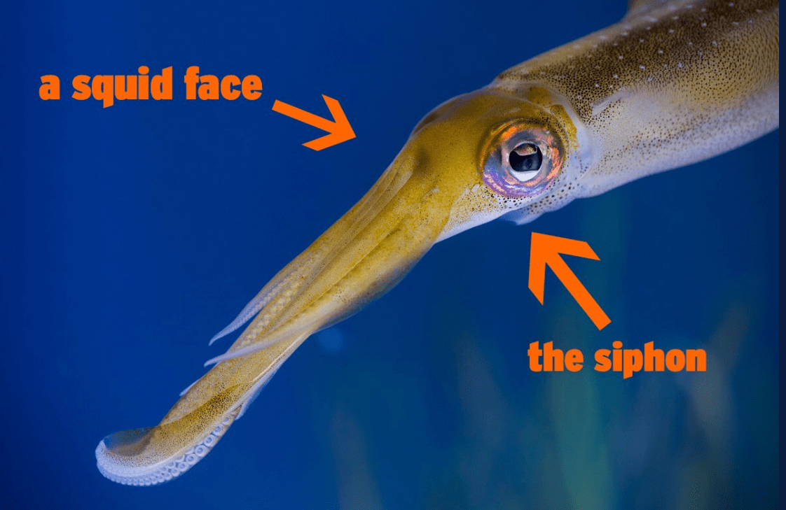 First Bagels, Now Squid. Why an Aquarium Isn’t Happy With Apple’s Emoji