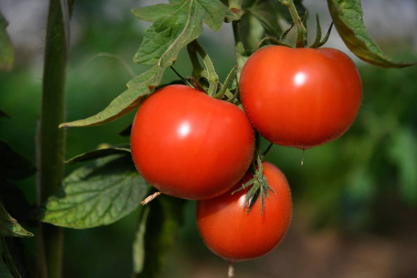 Tomatoes