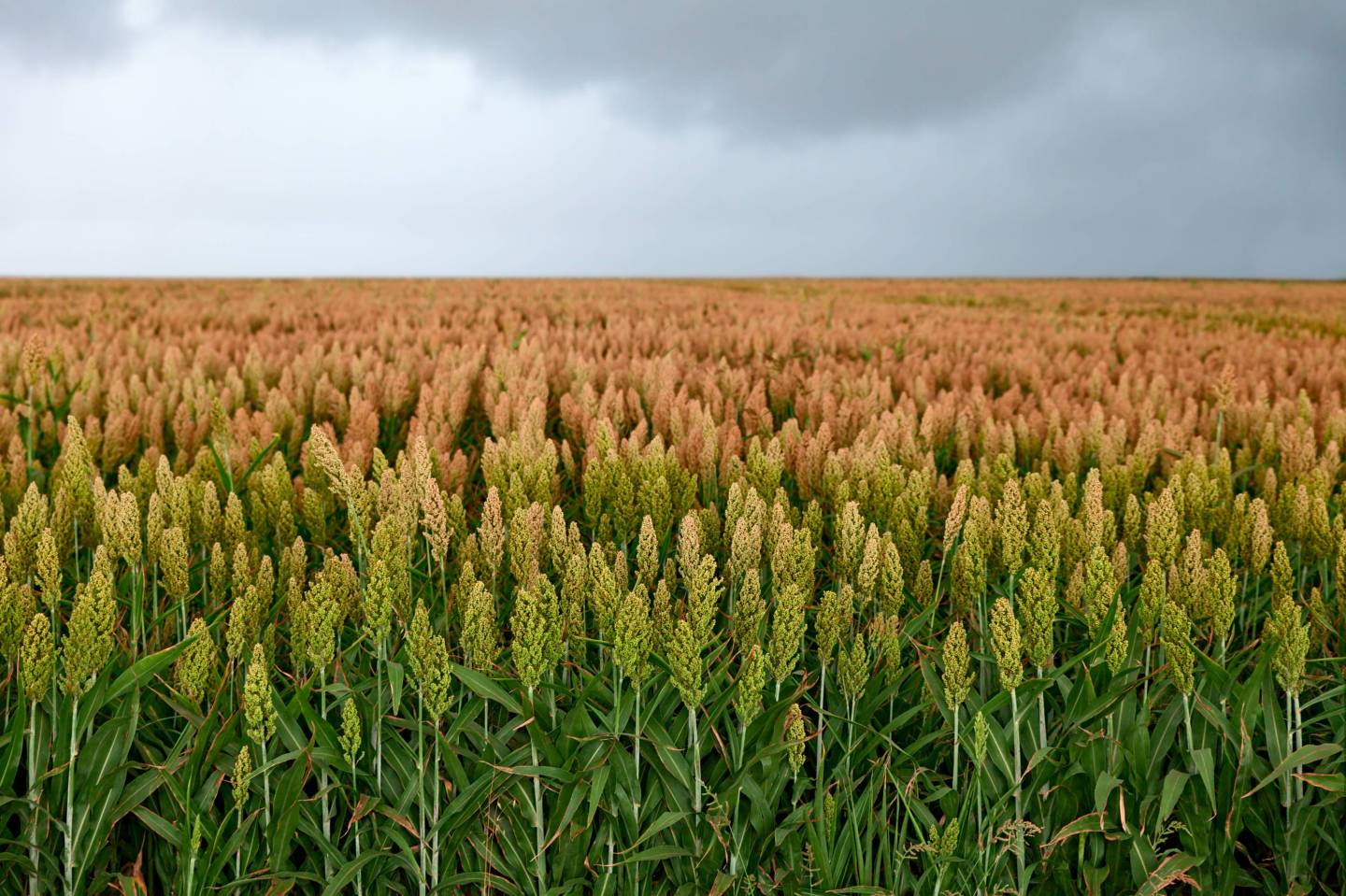 field of sorghum