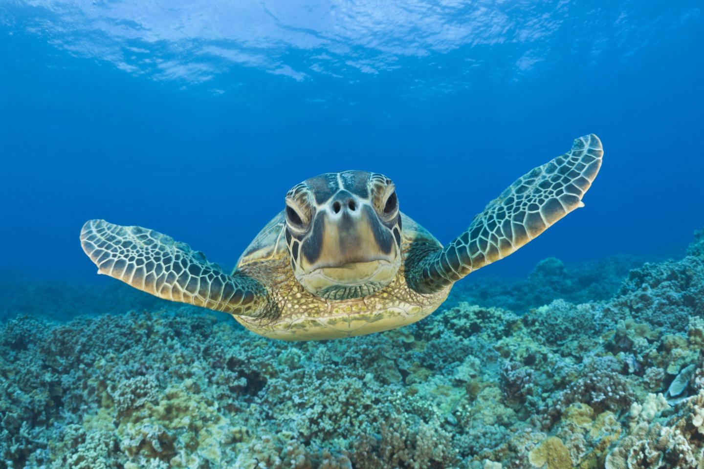 Green Turtle, Maui, Hawaii, USA