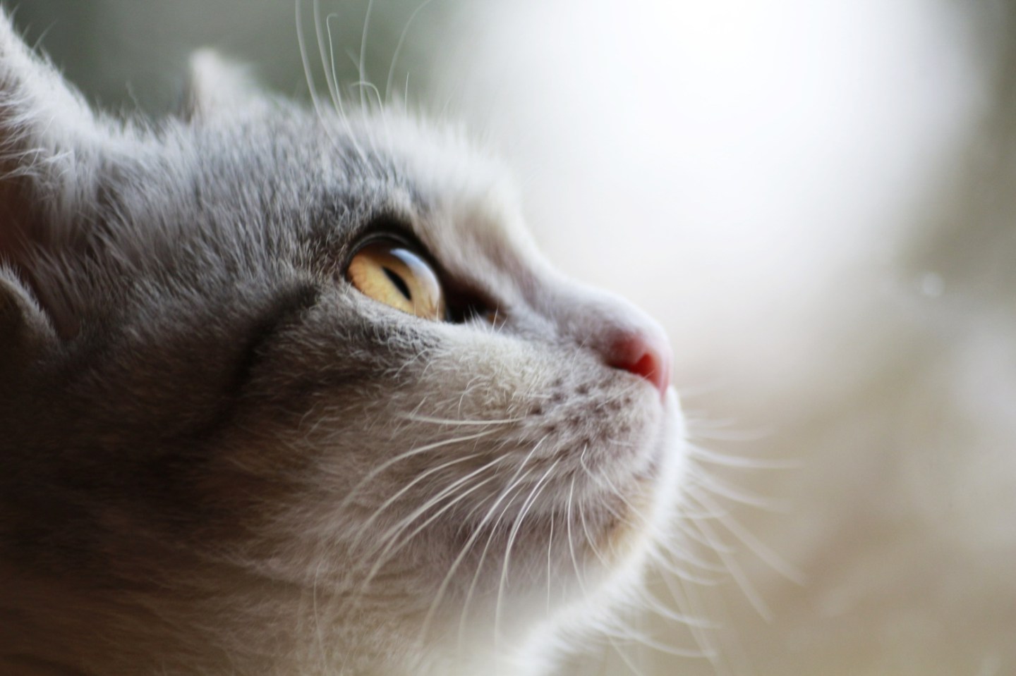 Close-Up Of Cat Staring