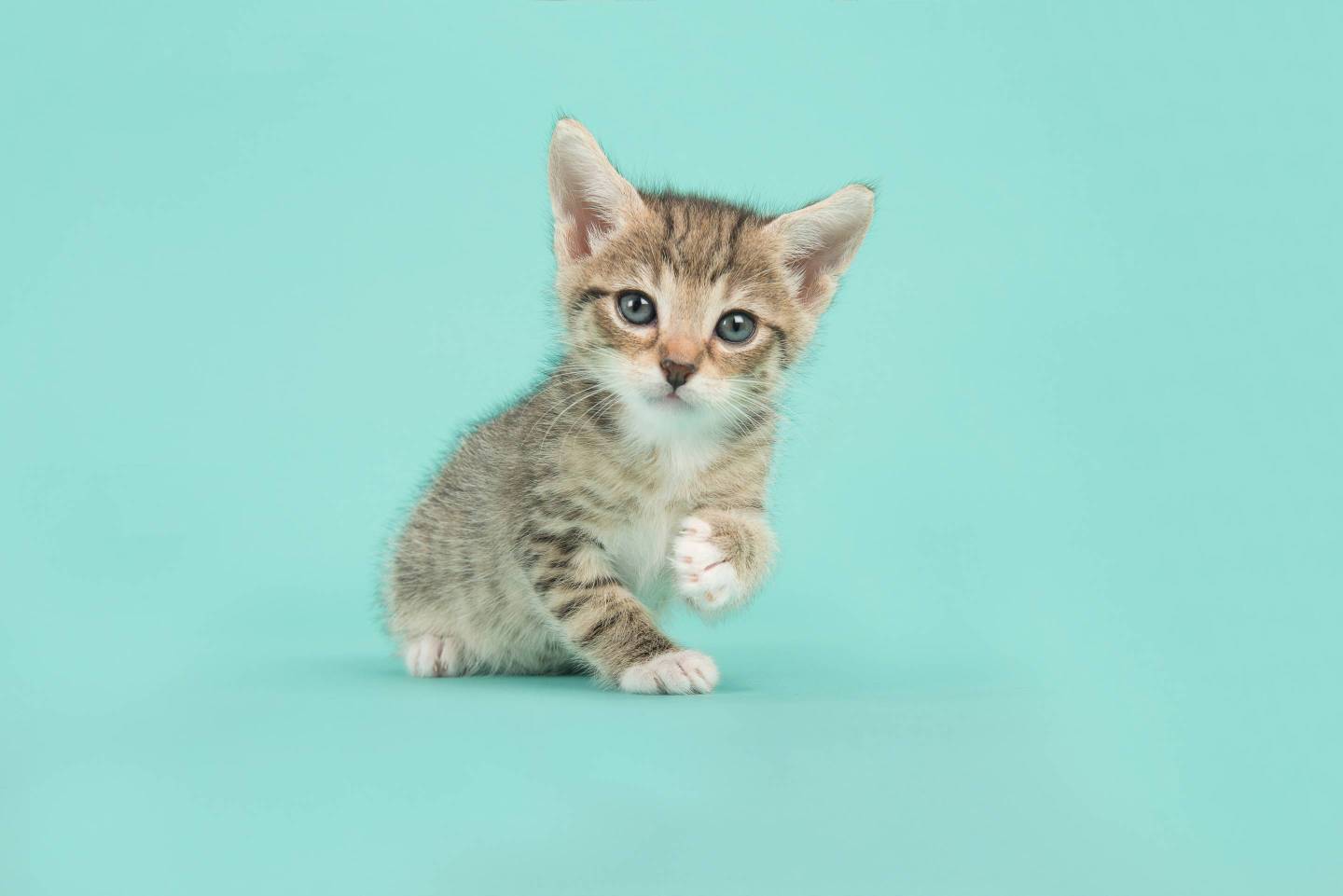 Portrait Of Tabby Kitten Sitting Against Turquoise Background