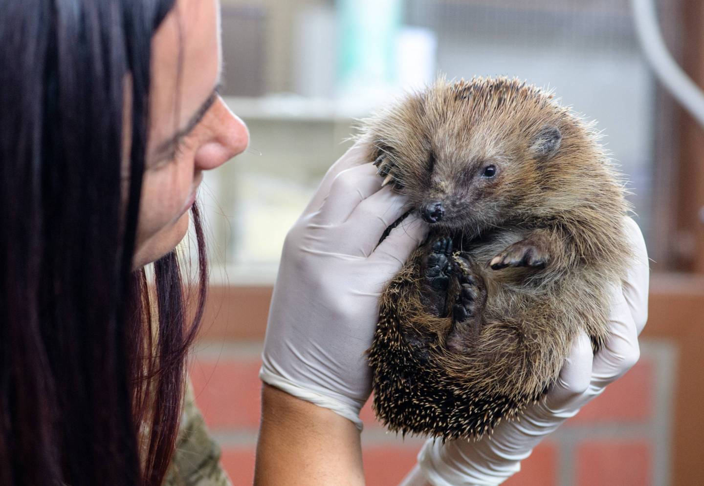 Danger on Animals in the Garden