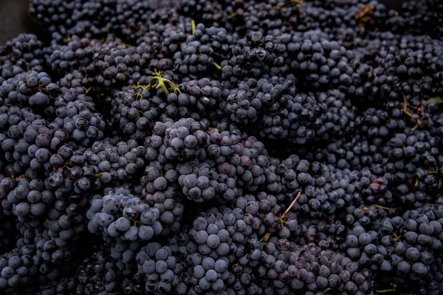 ITALY-AGRICULTURE-VITICULTURE-HARVEST-WINE