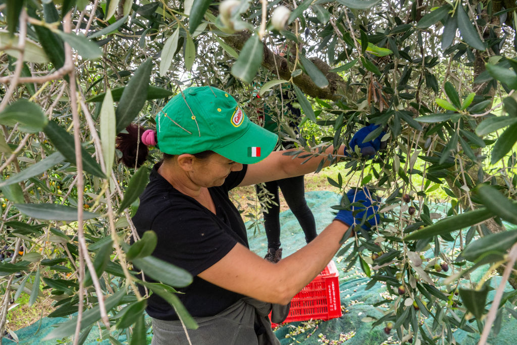 A worker during the olives harvest in southern Italy for the
