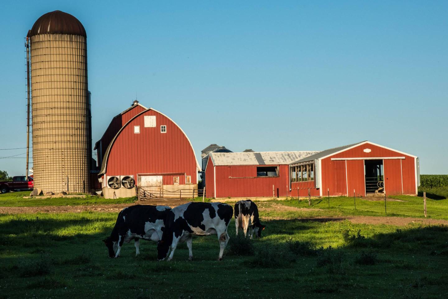 Dairy cows graze in pasture on farm, Milton, Wisconsin