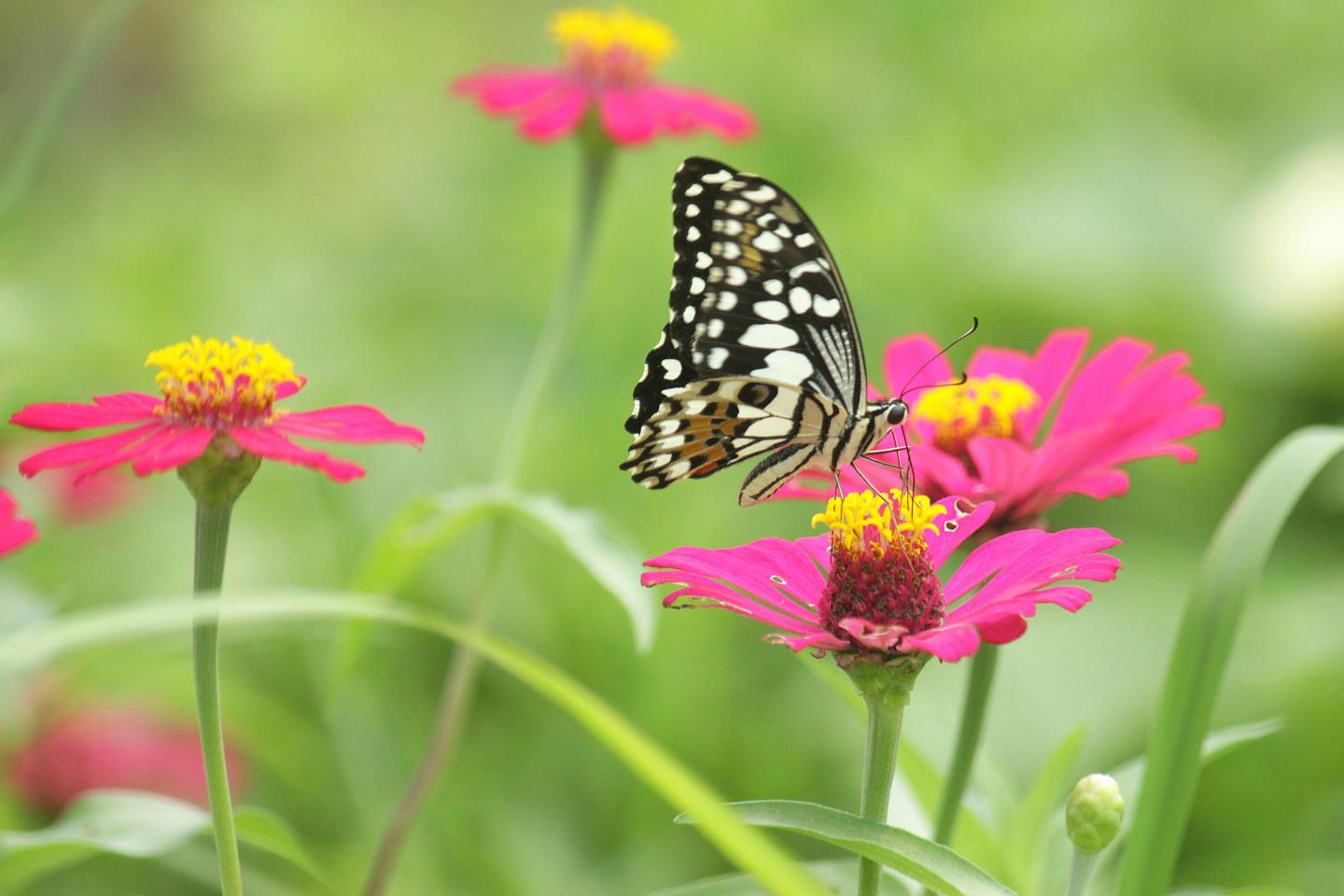 Nature In Indonesia