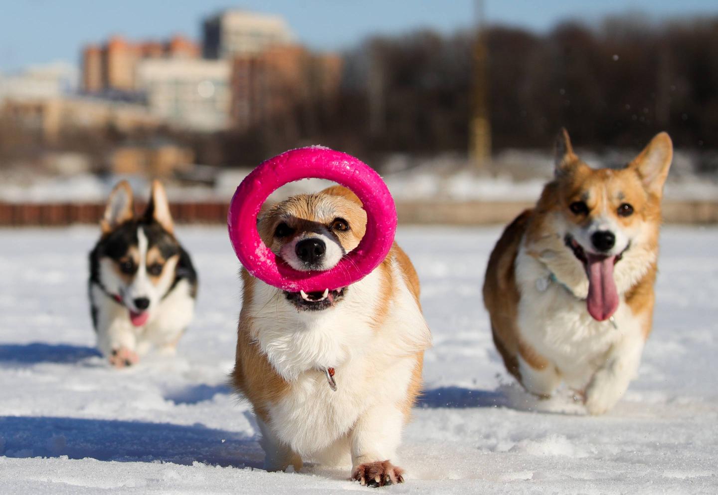 corgis