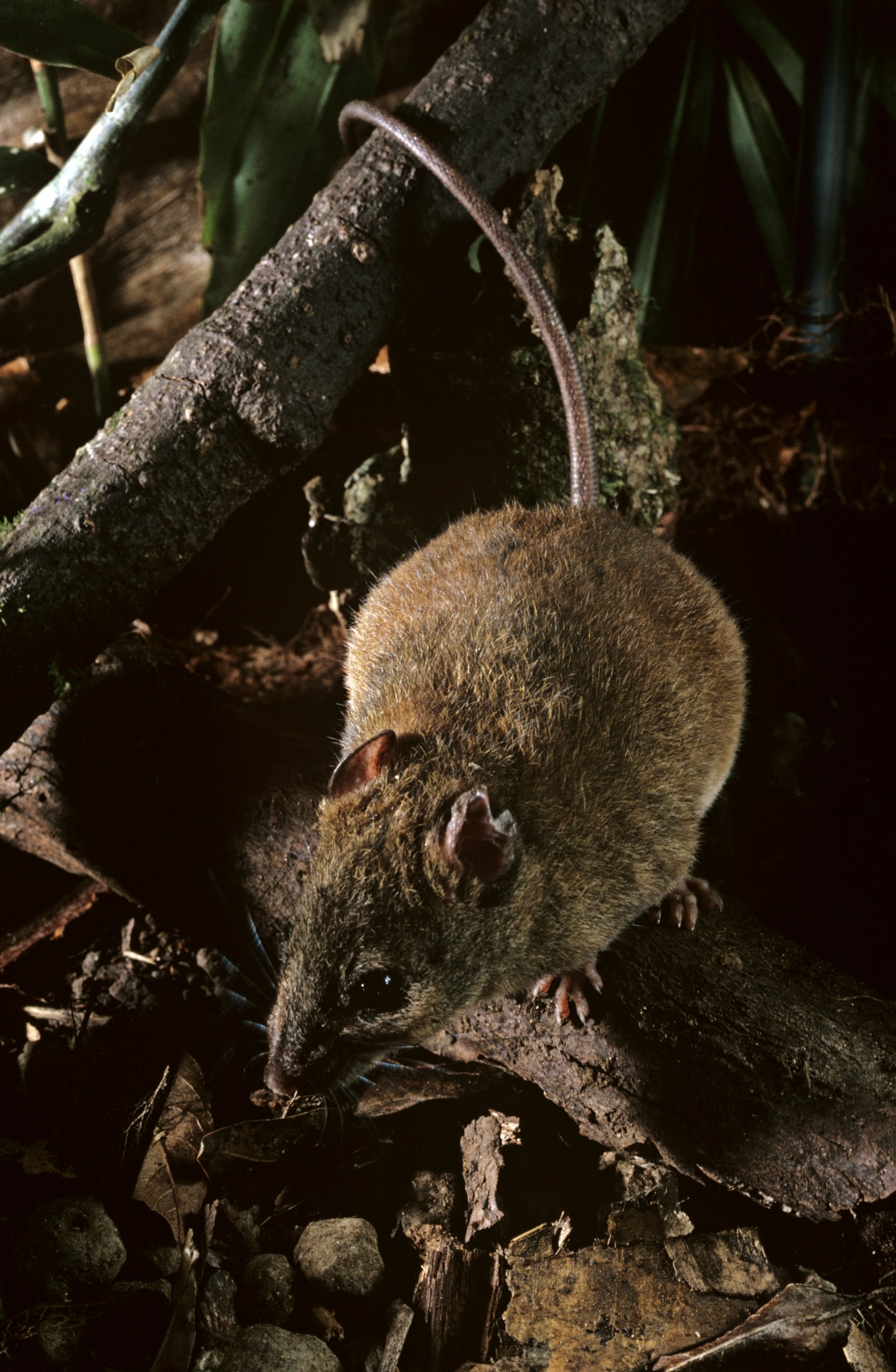 Fawn-footed melomys