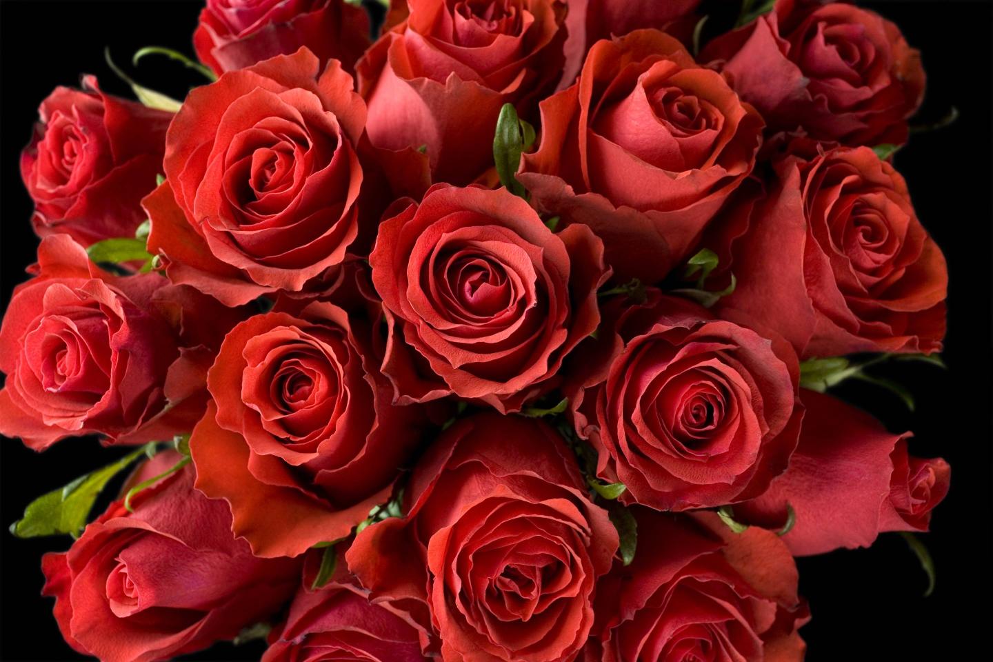Red roses