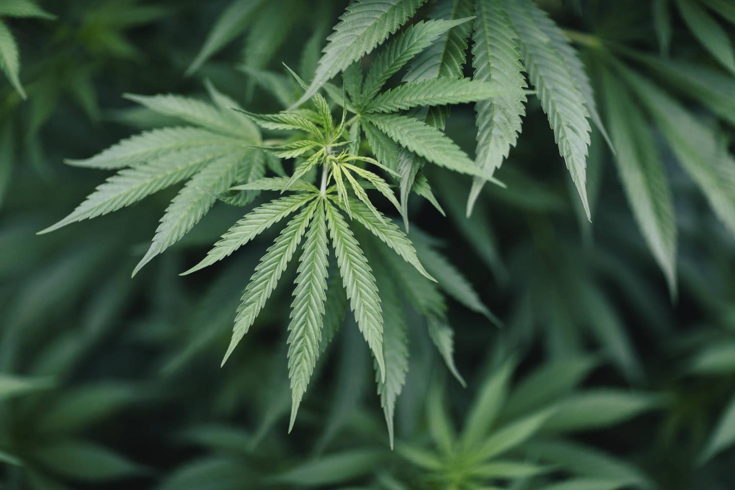 Marijuana Plant