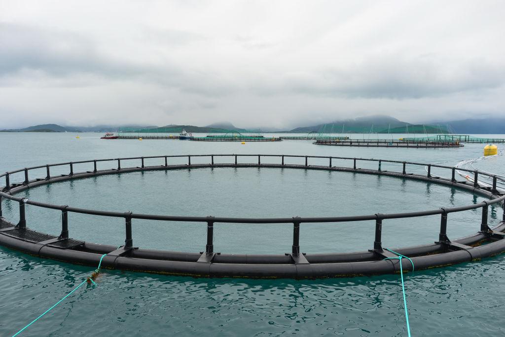 Norway Salmons revenues Rise