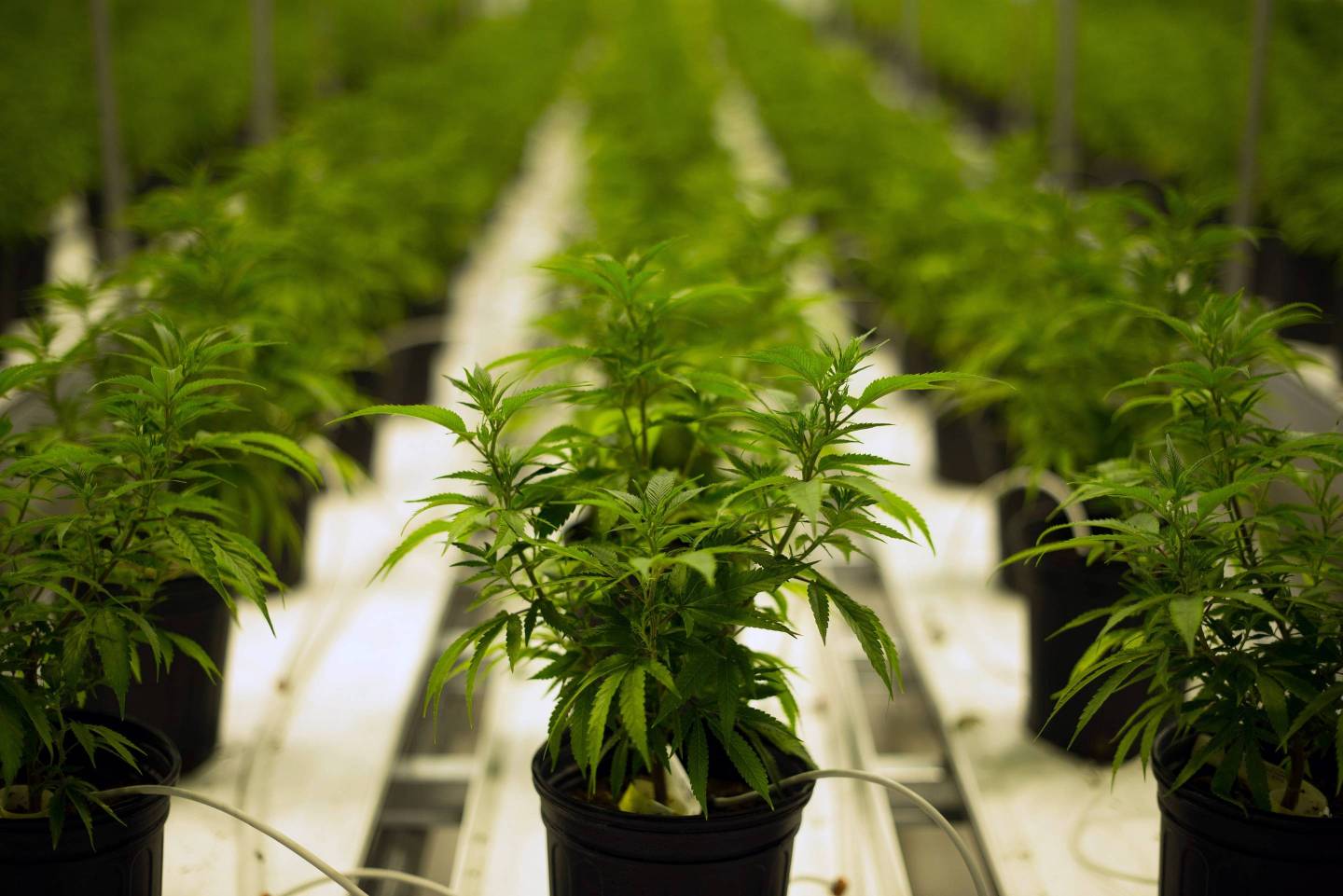 marijuana plants grow in a climate controlled growing room