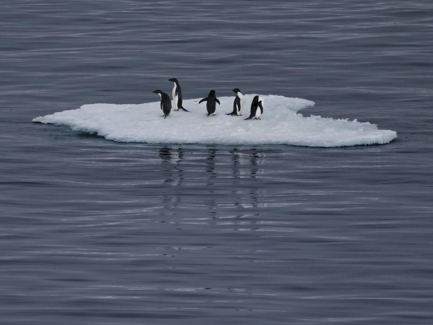 Small iceberg with five Adelie penguins, Southern Ocean, Antarctica