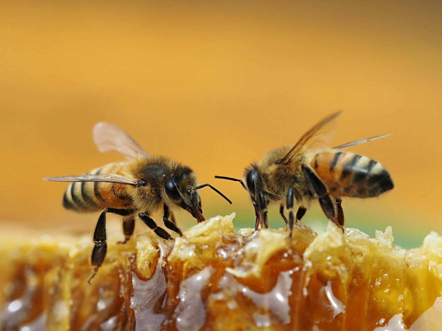 Bees On Honey