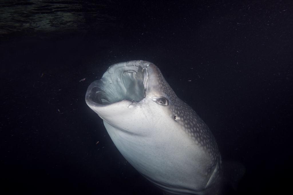 Maldivian Sharks
