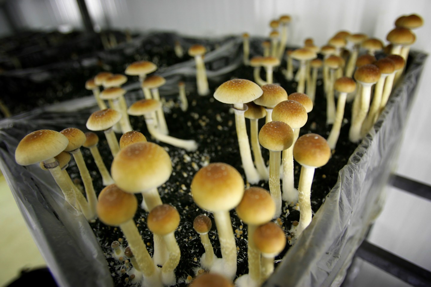 magic mushrooms-denver colorado