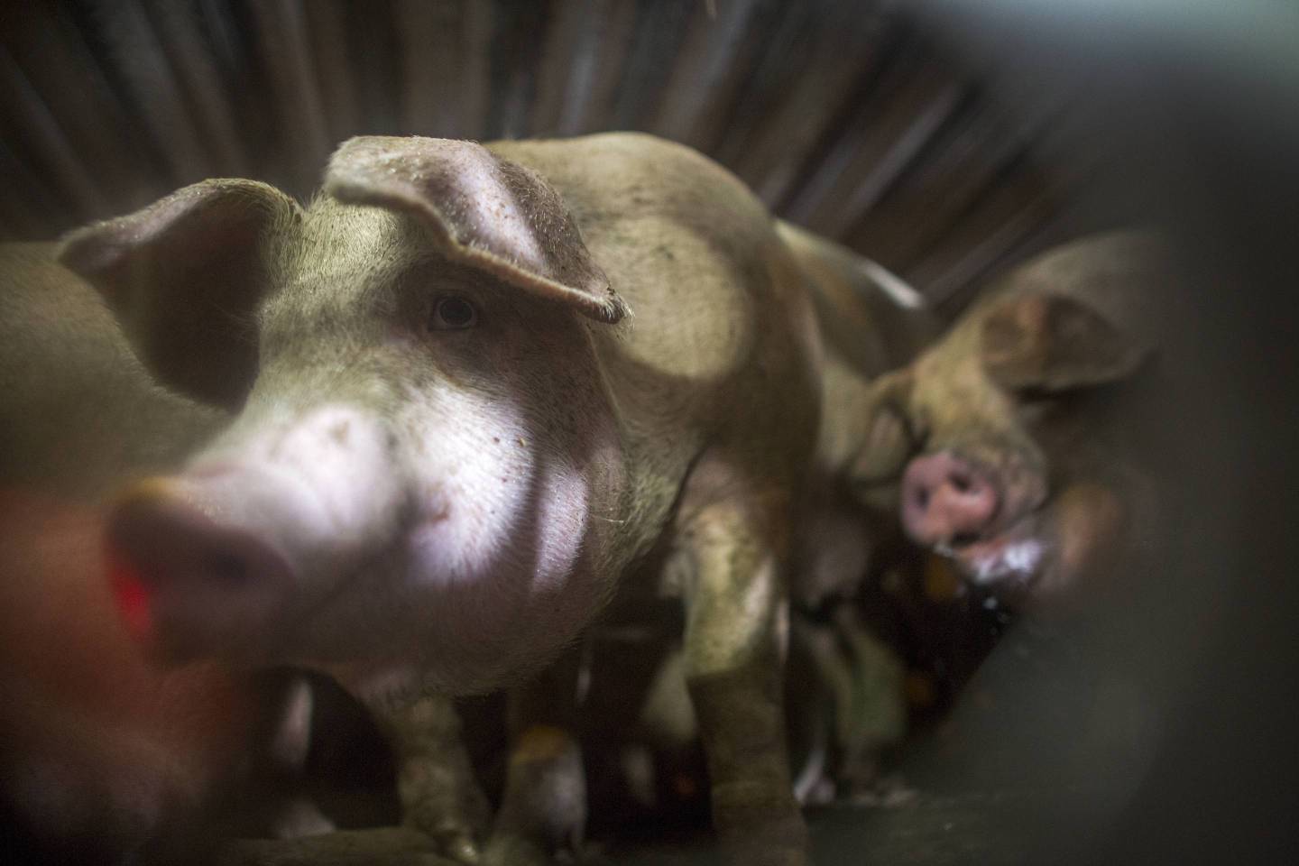 Animal Rights Activists Hold Vigil For Baby Pigs At Slaughterhouse