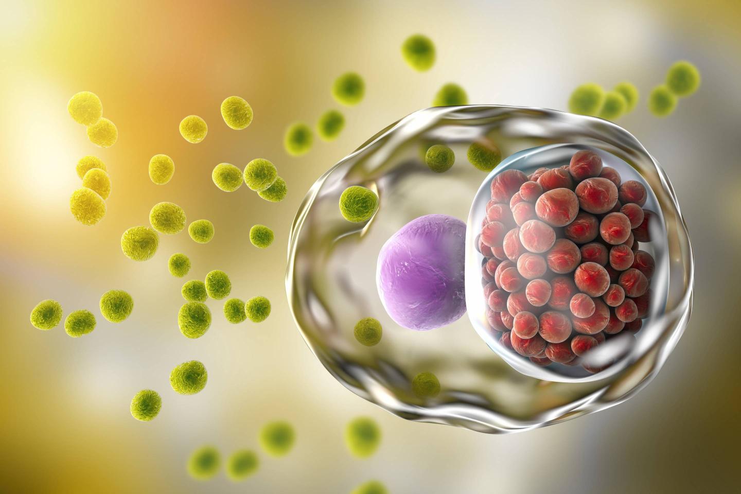 Chlamydia infection, illustration