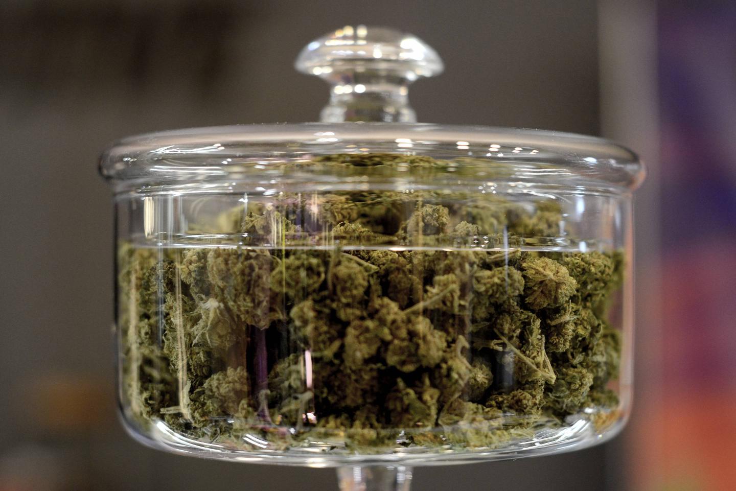 Push to Legalize Recreational Pot in New York and New Jersey Is in the Weeds