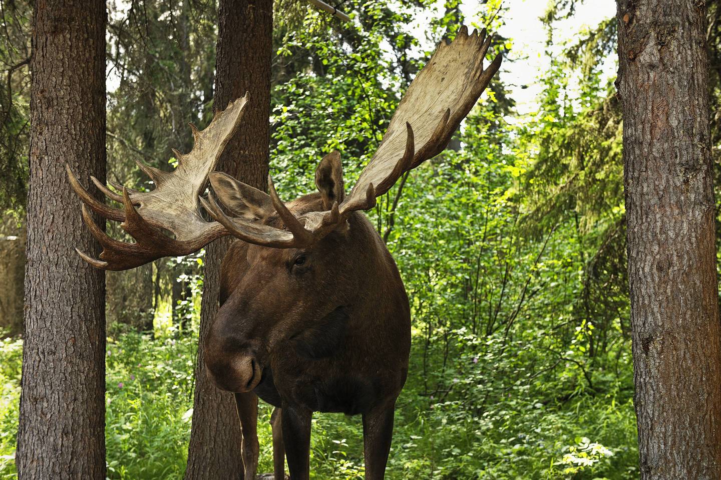Bull moose, Alces