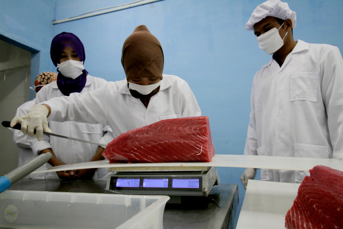 Workers Process Tuna Fish For Export In Indonesia