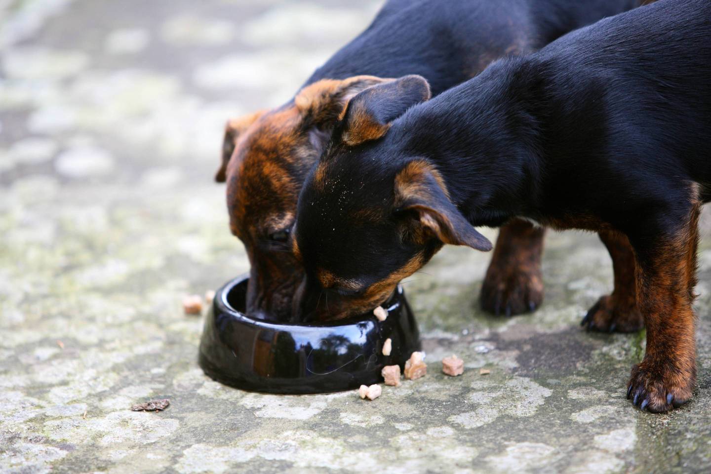 Jack Russell Puppies, Oxfordshire, UK