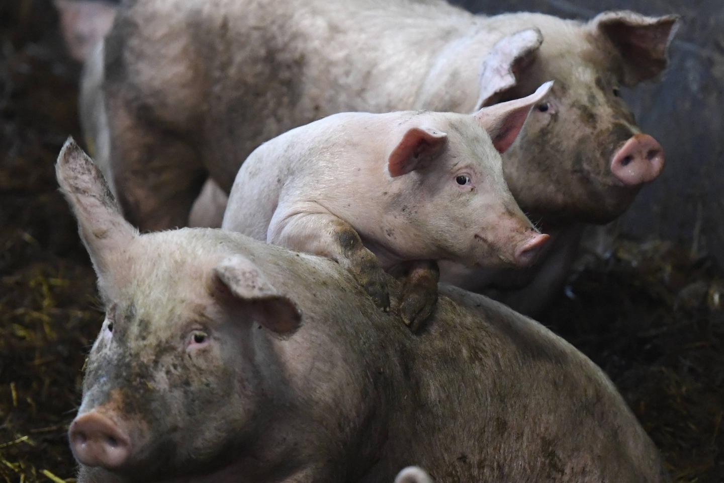 FRANCE-BREEDING-PIG-STRAW