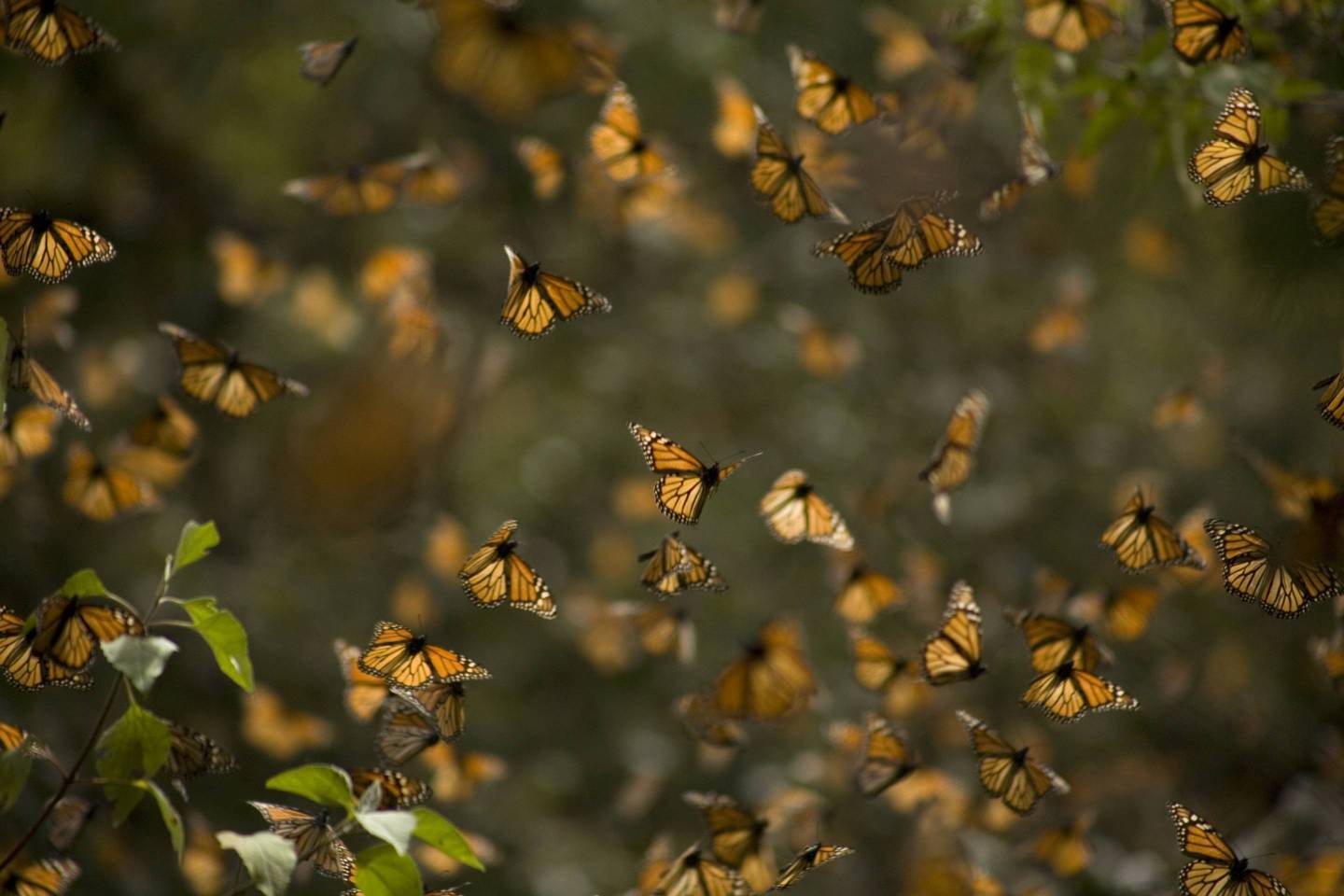 Monarch butterflies (Danaus plexippus) fly in Cerro Pelon Sanctuary for monarch butterflies near Capulin village in Mexico State, Mexico