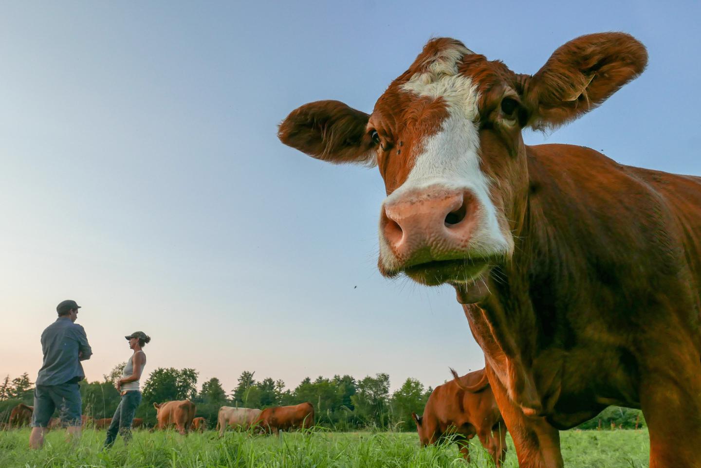 Farm-to-Table App Aims to Connect Chefs, Farmers, Butchers, and Vintners