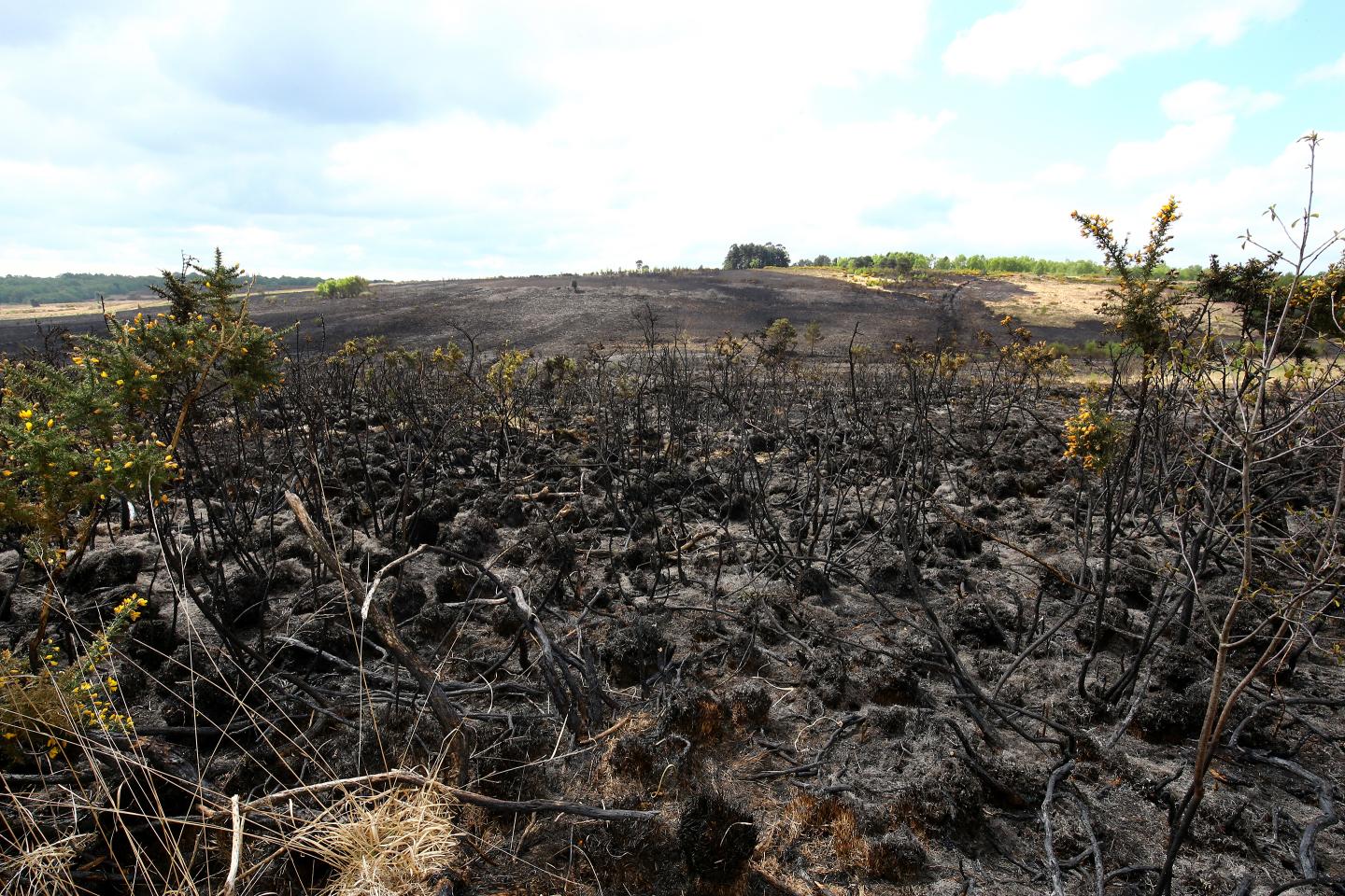 Ashdown Forest fire
