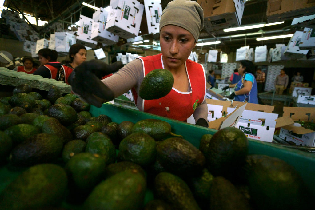 MEXICO-URUAPAN-AVOCADO
