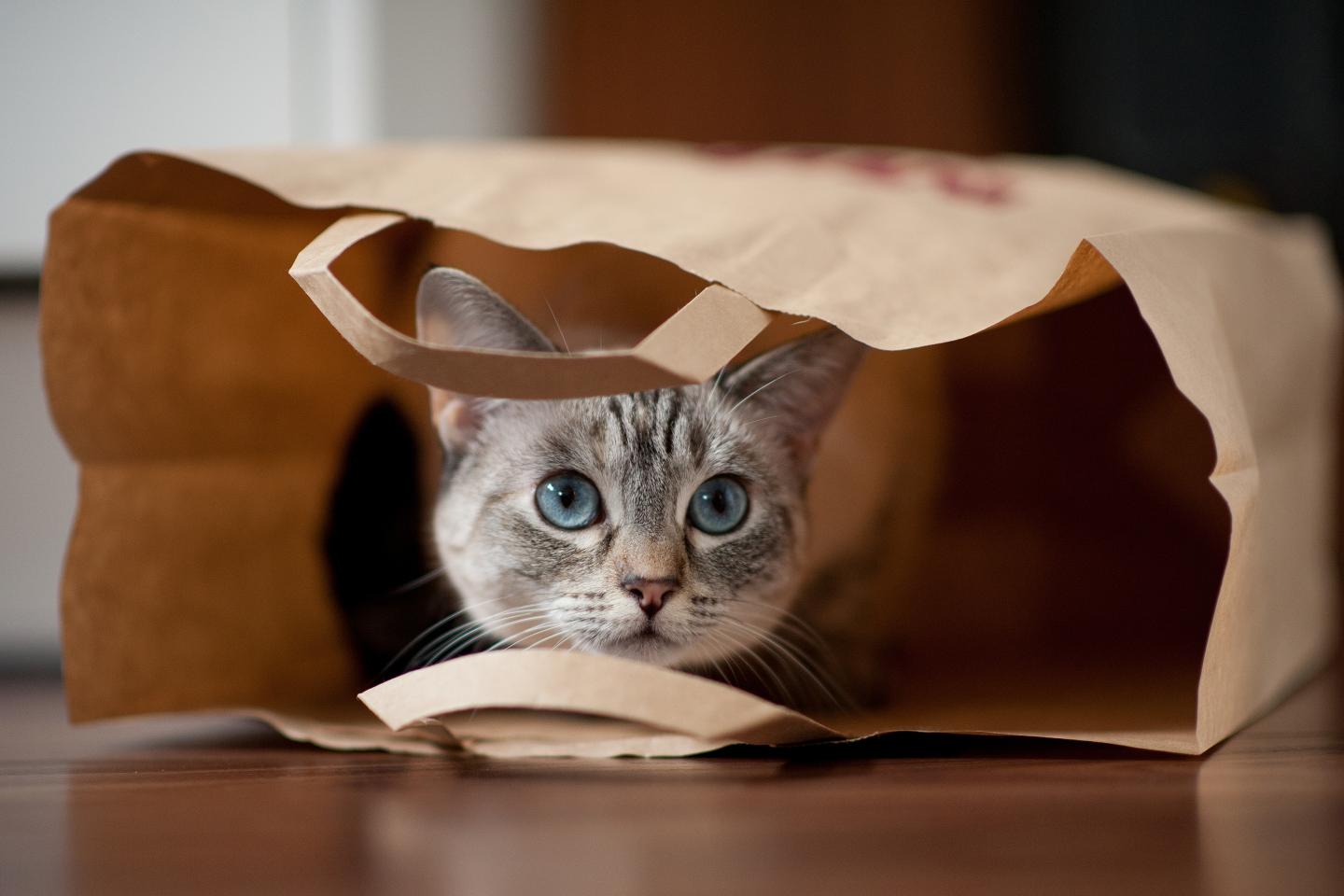 cat hiding