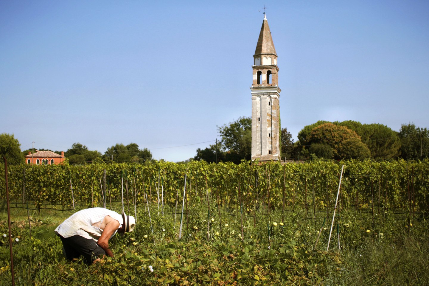 A man works in Venissa's vegetable garden yards from its vineyards.