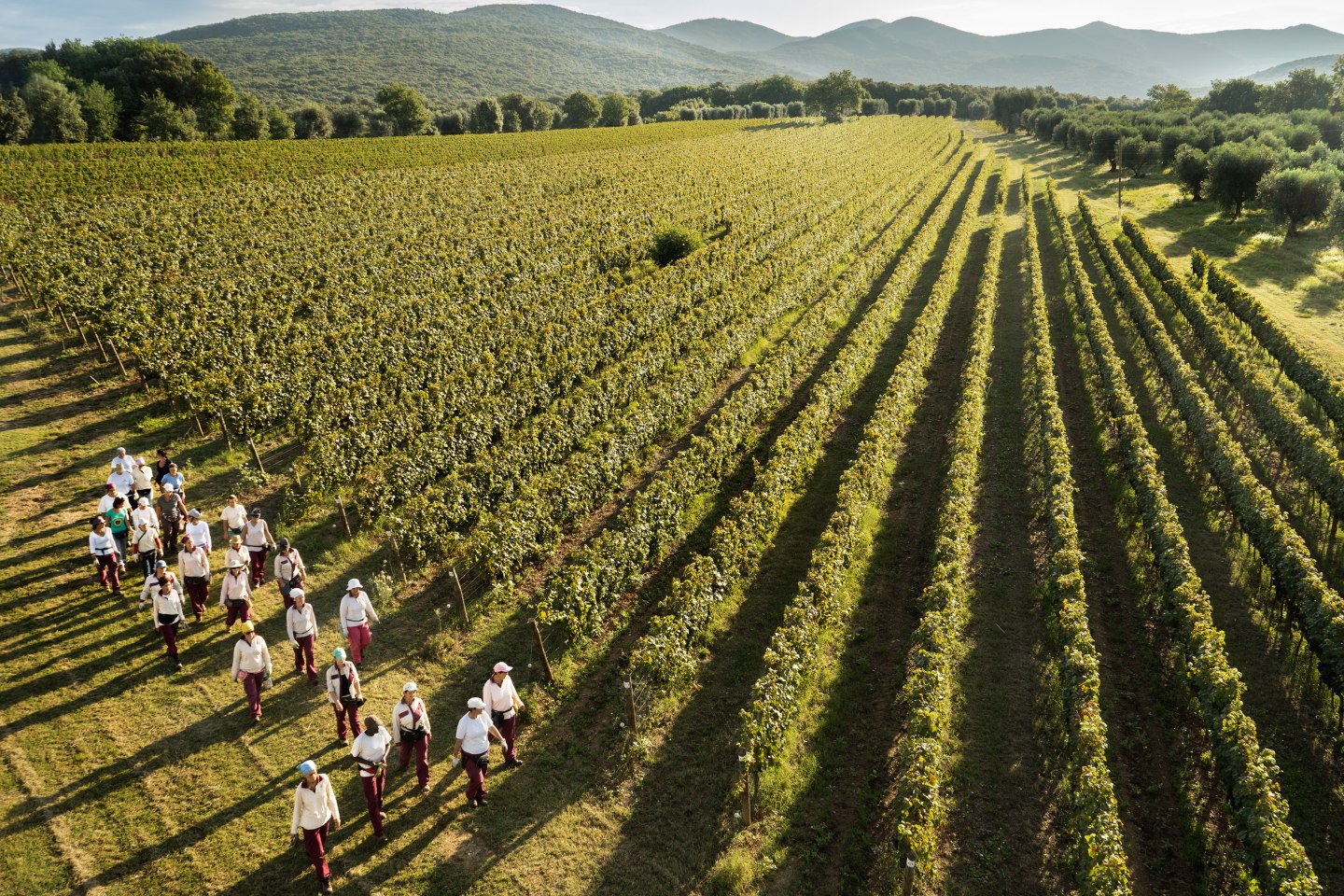 Ornellaia's vineyard in Bolgheri, Italy.