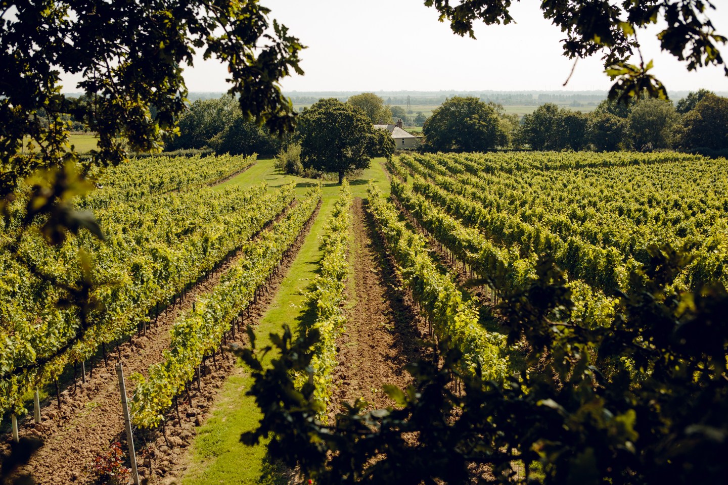 Gusbourne Vineyards, located in the county of Kent in southeast England.