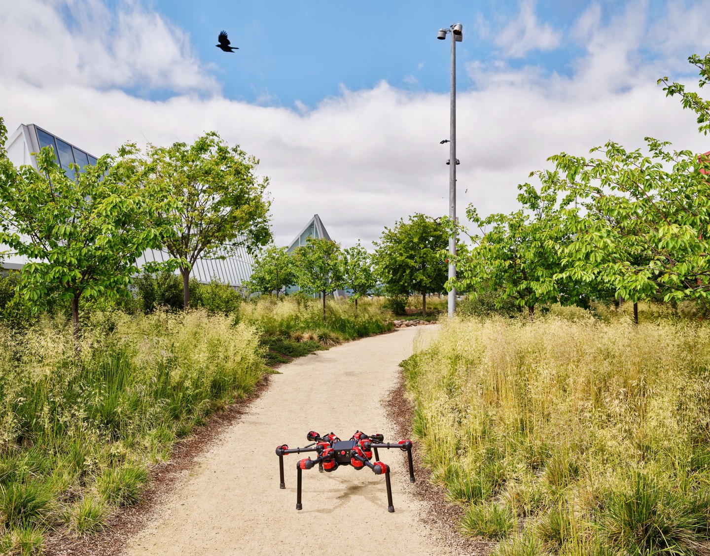 Daisy, a hexapod robot that is learning to walk, takes a stroll through the garden on the green roof of Facebook’s headquarters in Menlo Park, Calif.