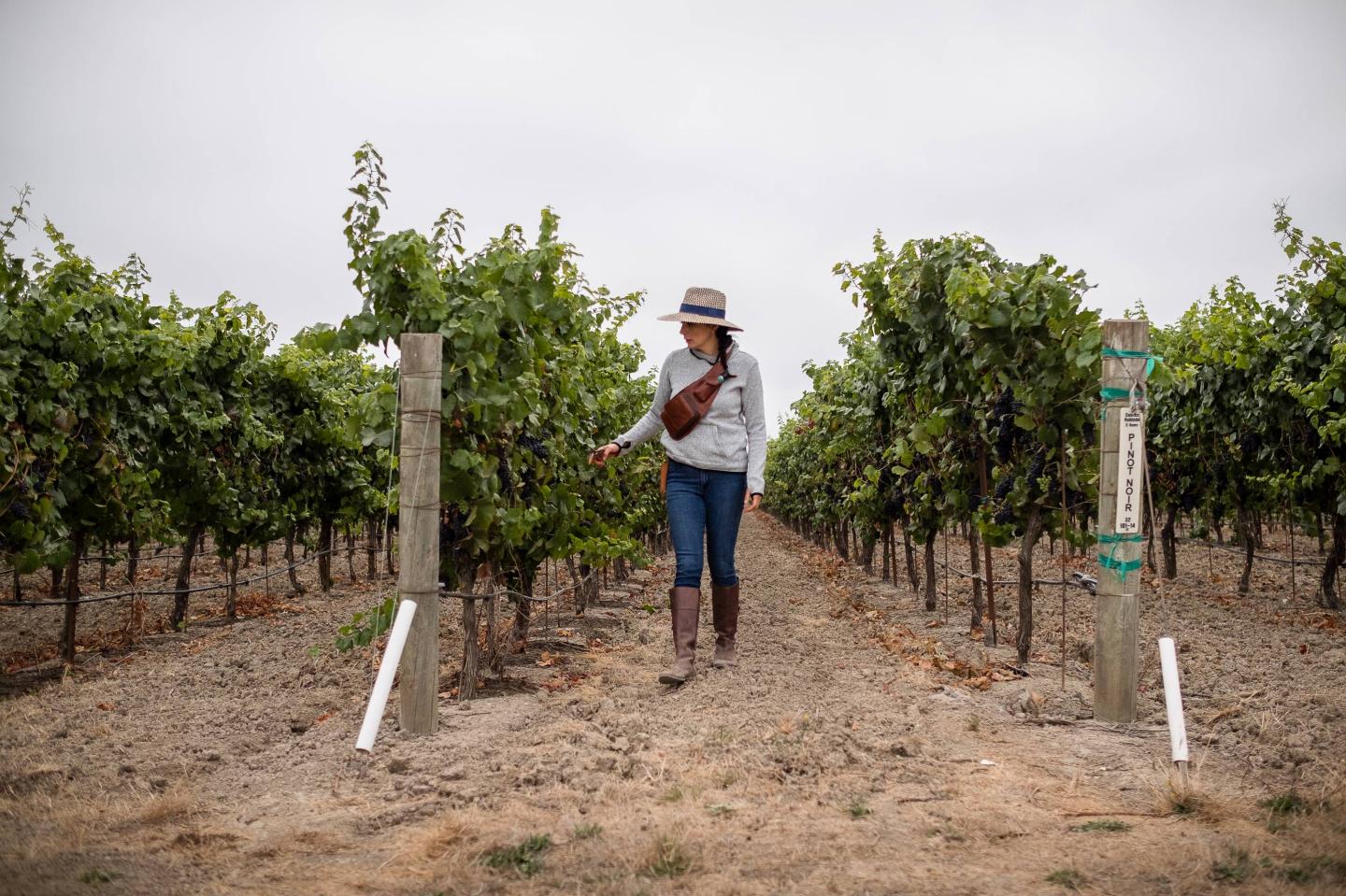 New Documentary Shines Light on Latinx Winemakers in Sonoma and Napa Valley