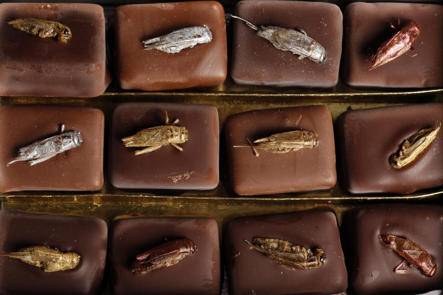 The Rise of Insect Based Foods In Our Diet