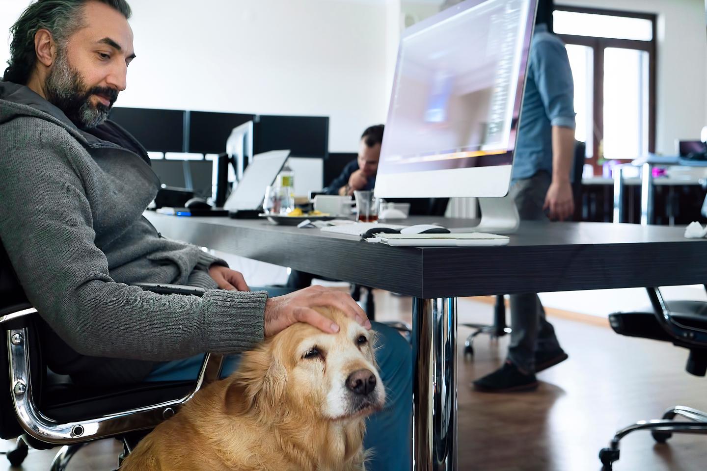 Amazon dog office