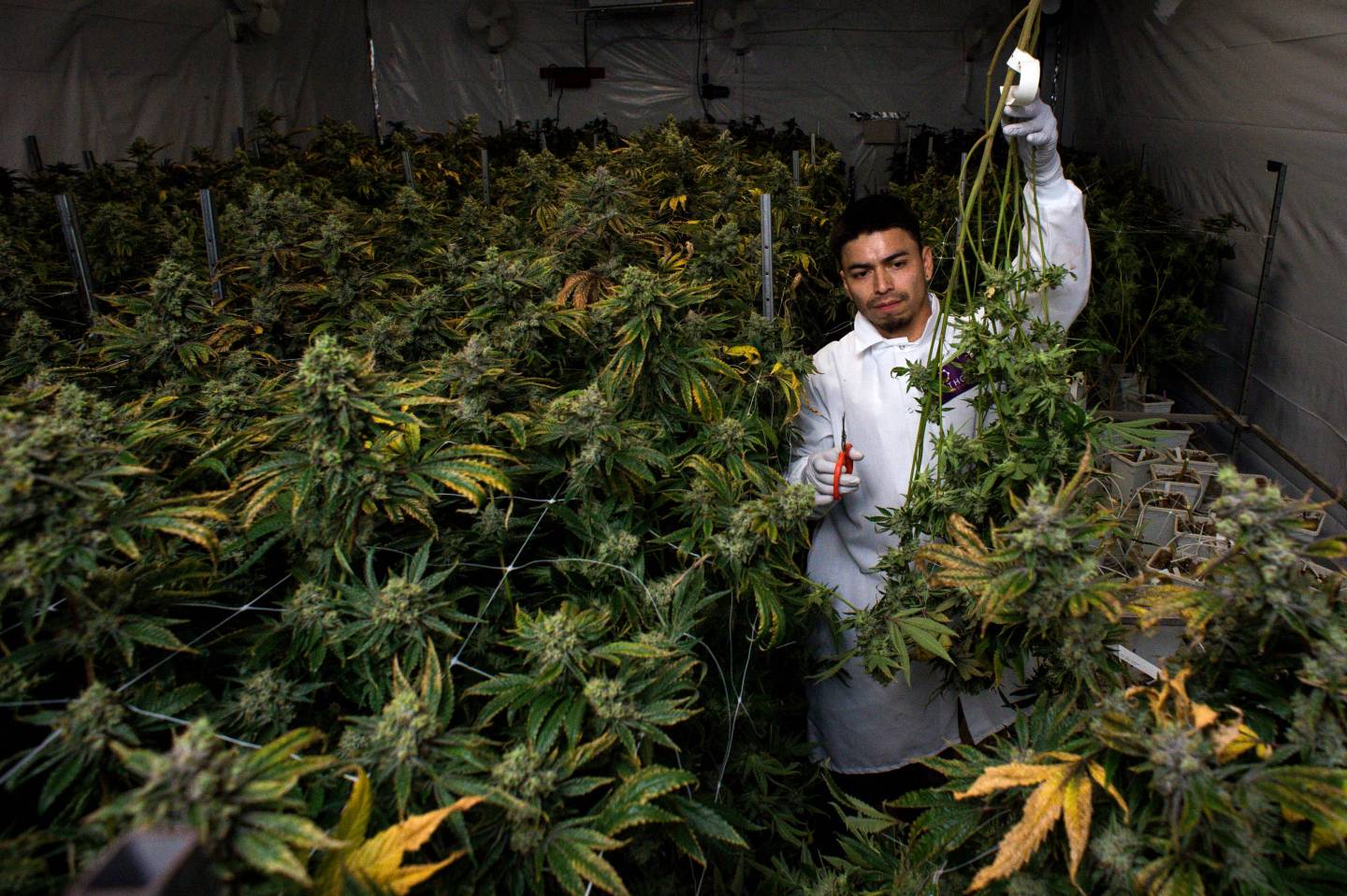 Marijuana “Seed-To-Sale” Tracking System