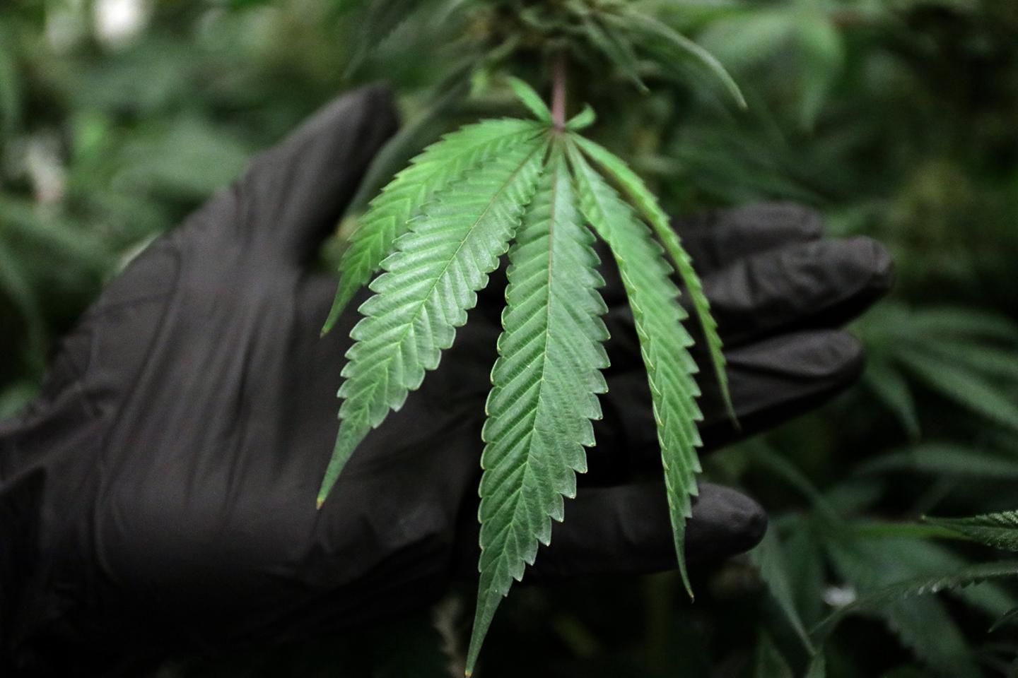 Demand for legal marijuana in Illinois would far exceed licensed growers ability to supply it, study shows
