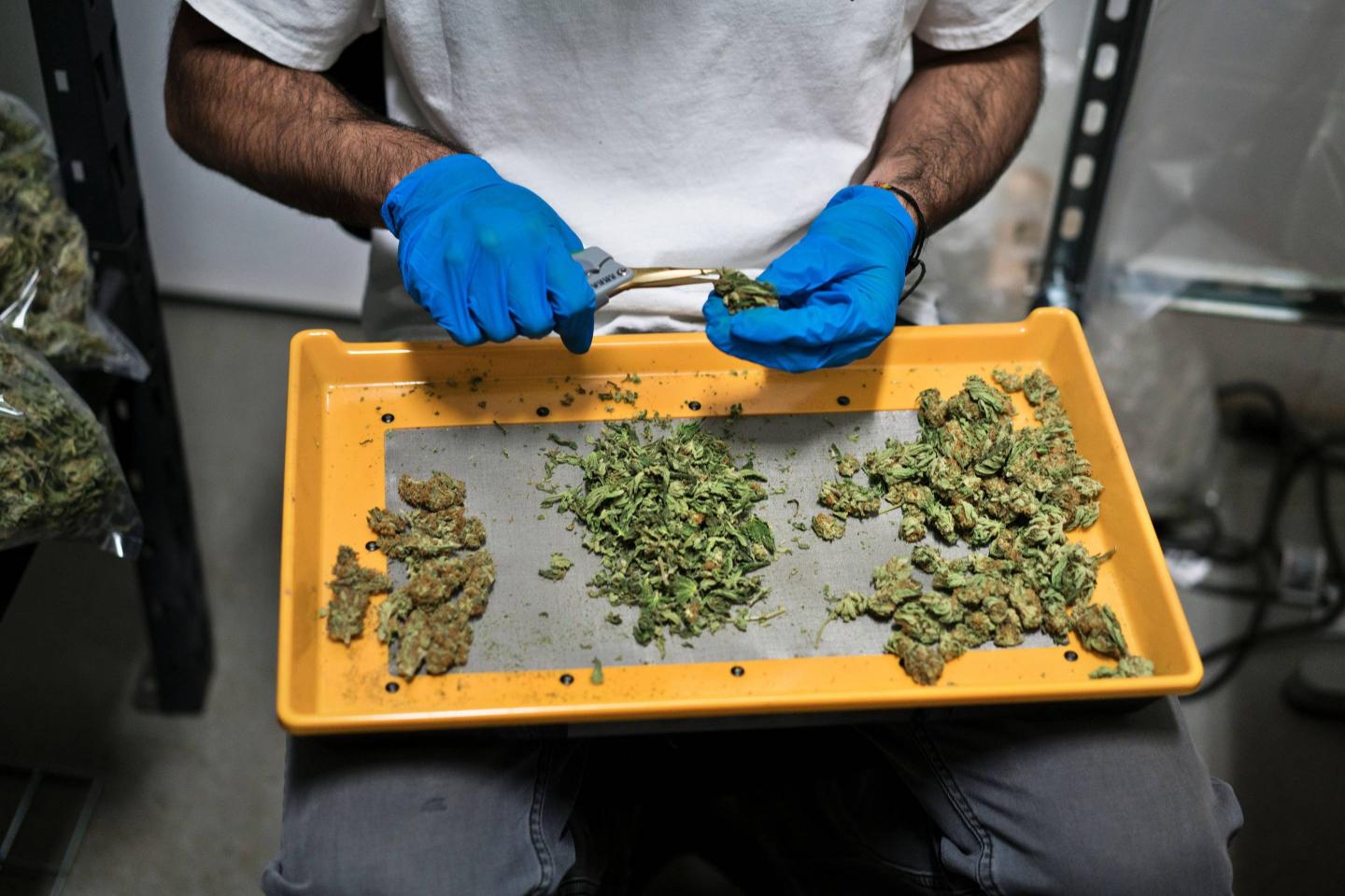 marijuana