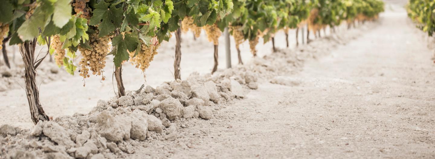 Could This New Style of Winemaking Propel Sherry to Go Mainstream?