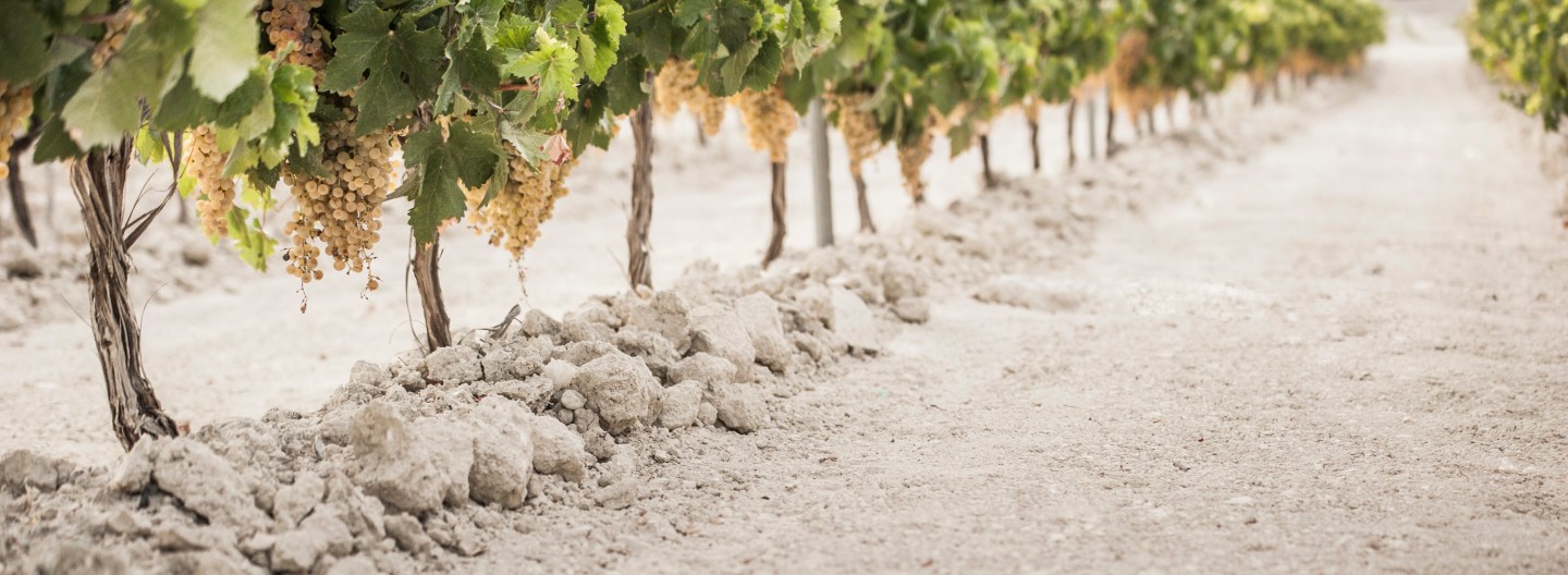 Lustau Viñas, an award-winning winemaker with its sherry revival style in Jerez, Spain.
