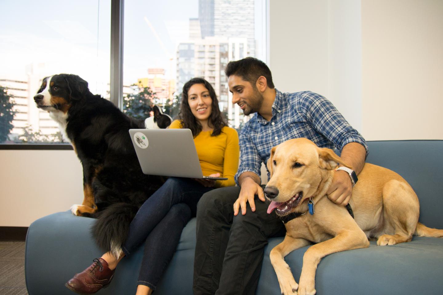 The Friendliest and Most Welcoming Workplaces for Dogs