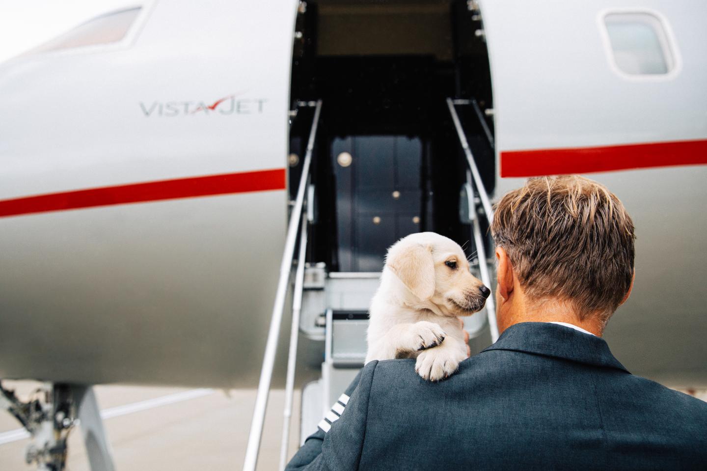Tips and Treats for Stress-Free Travel With Pets