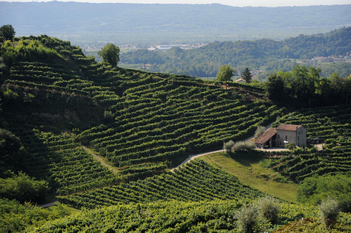 Rosé Prosecco Doesn’t Actually Exist—But It Will Soon