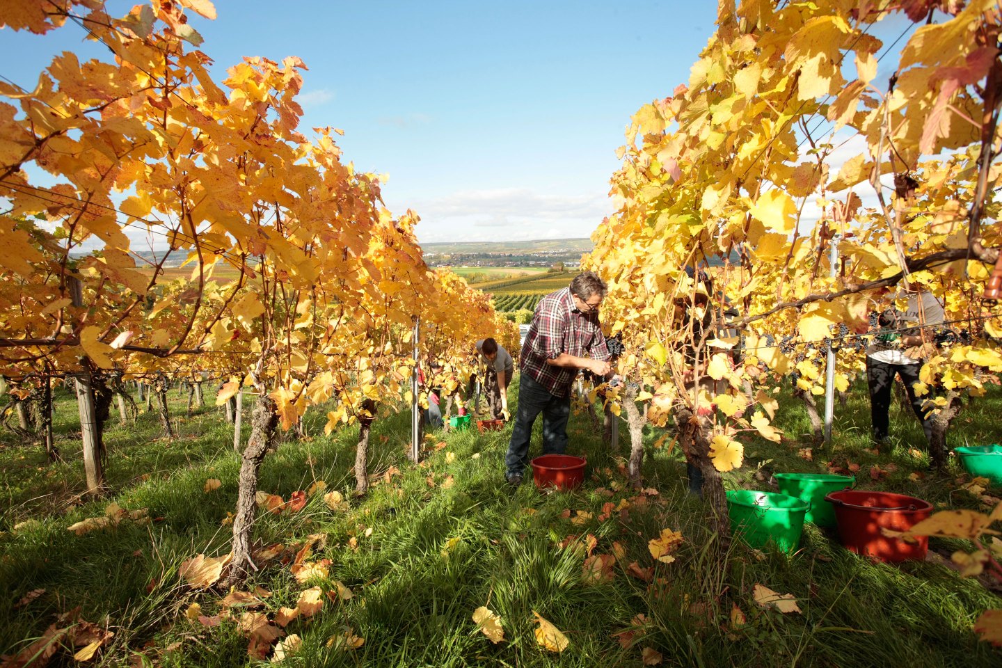 Dautel-German Wines-Harvest