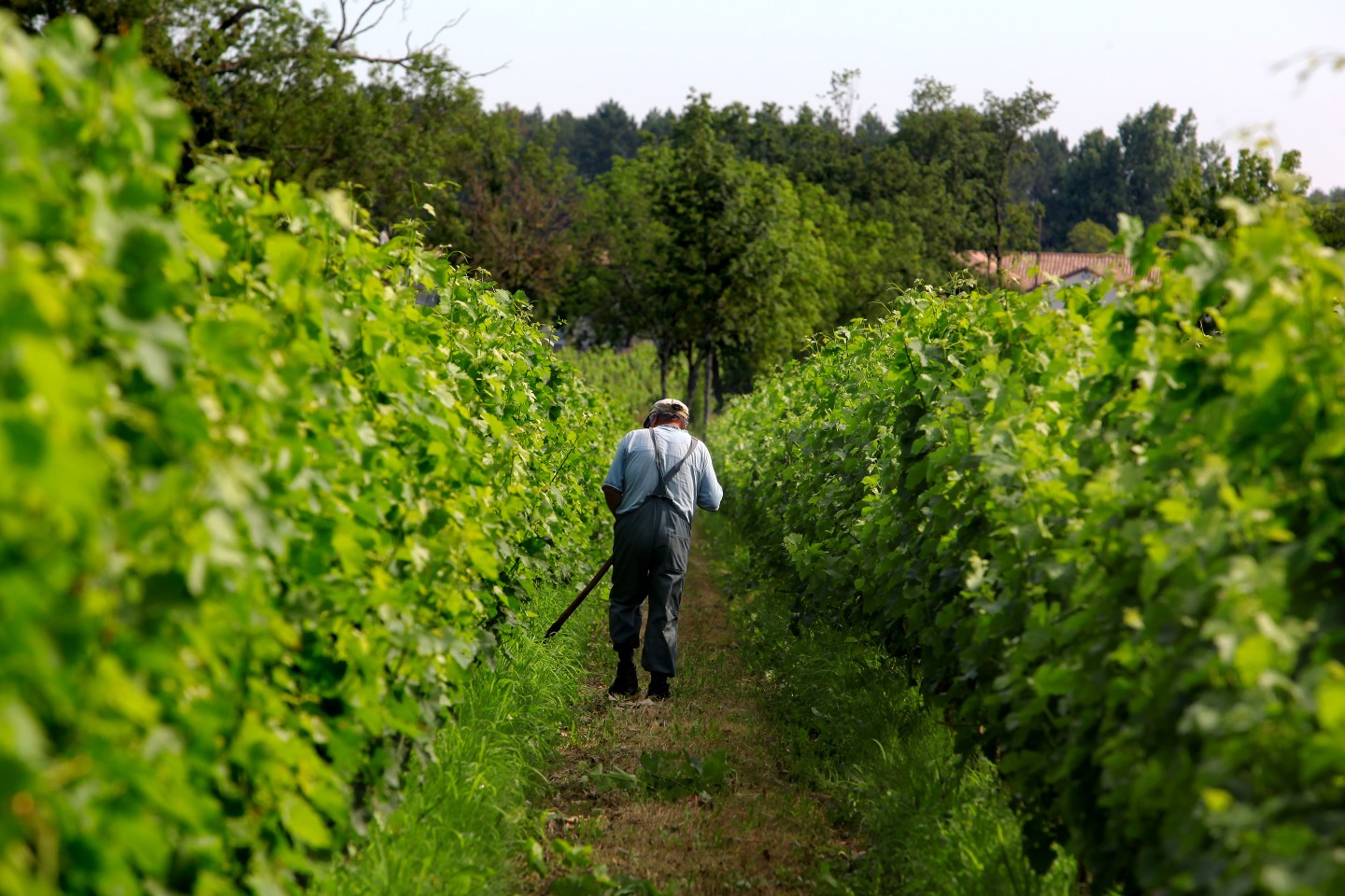 French Winery Vineyard Farmer Bordeaux